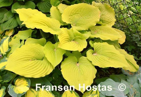 Hosta Coast to Coast